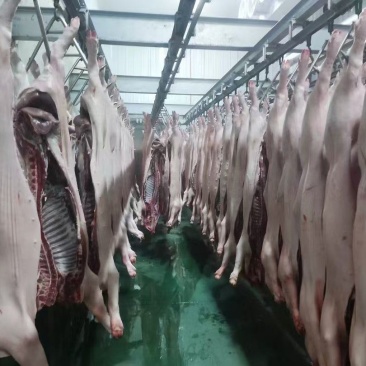 猪肉白条批发，随时联系