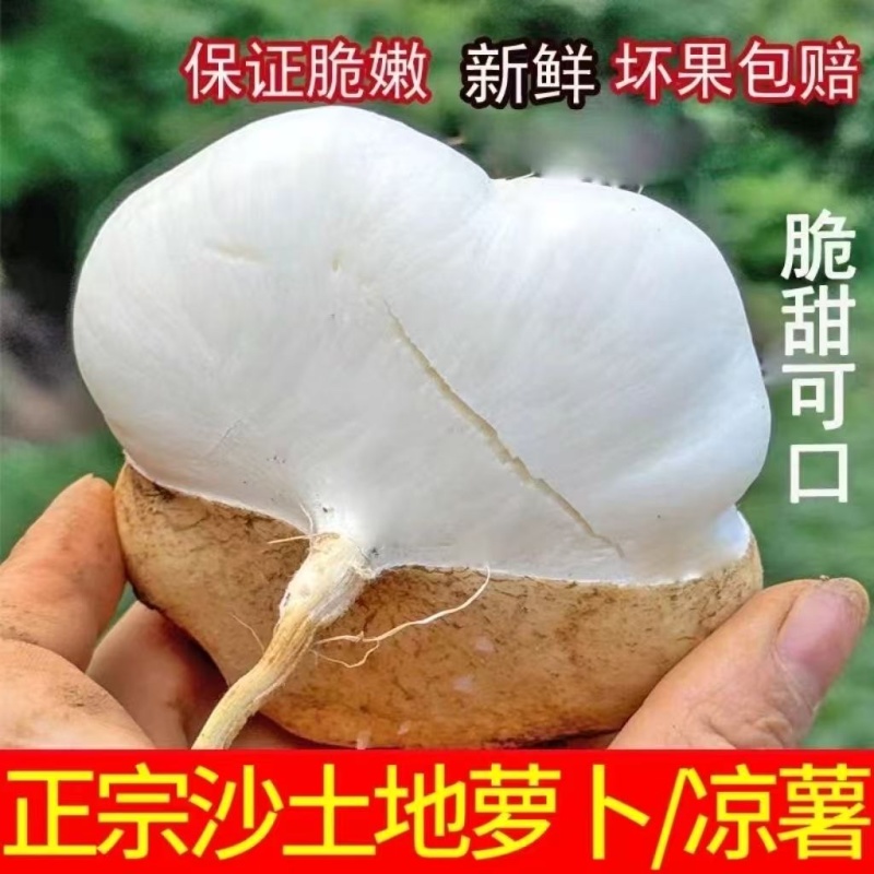贵州凉薯大量上市中，一件代发，对接商超市场电商社区团购