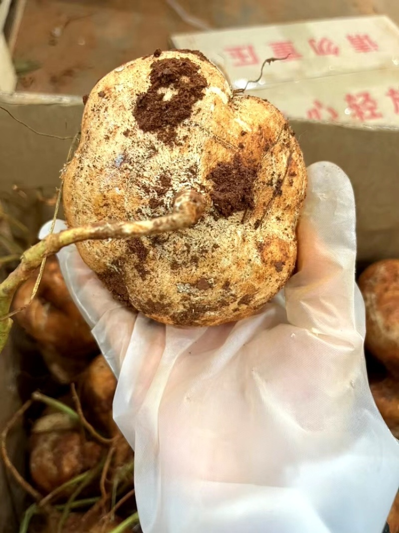 贵州凉薯大量上市中，一件代发，对接商超市场电商社区团购