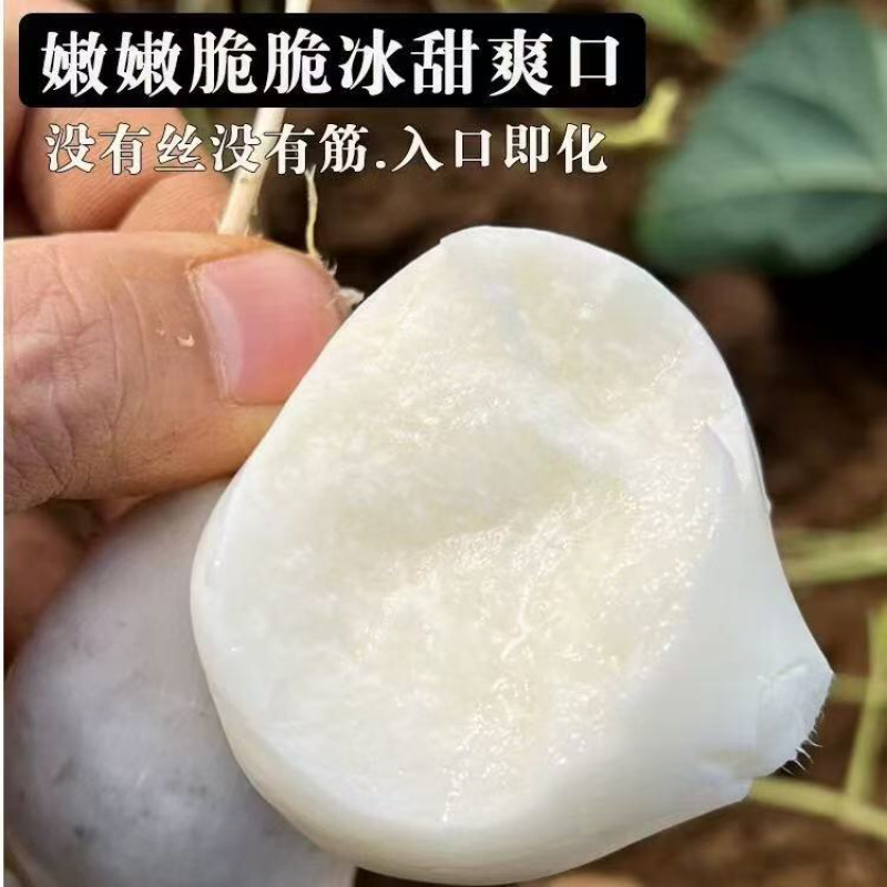 贵州凉薯大量上市中，一件代发，对接商超市场电商社区团购