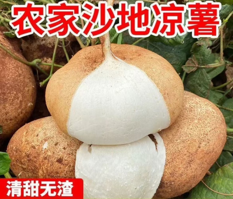 贵州凉薯大量上市中，一件代发，对接商超市场电商社区团购