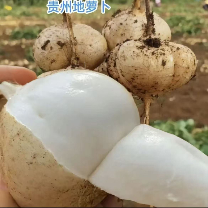 贵州凉薯大量上市中，一件代发，对接商超市场电商社区团购