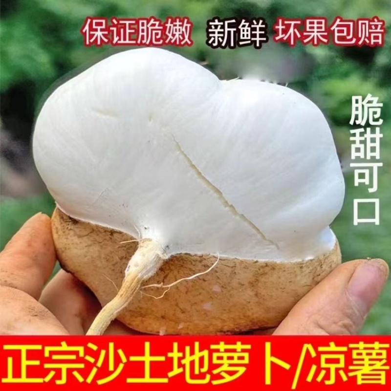贵州凉薯大量上市中，一件代发，对接商超市场电商社区团购