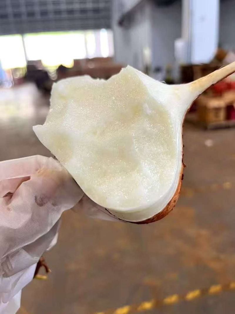 贵州凉薯大量上市中，一件代发，对接商超市场电商社区团购