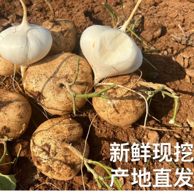 贵州凉薯大量上市中，一件代发，对接商超市场电商社区团购