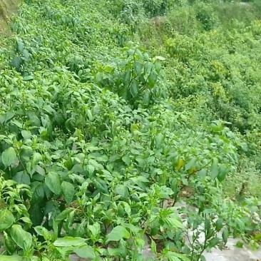 小米辣