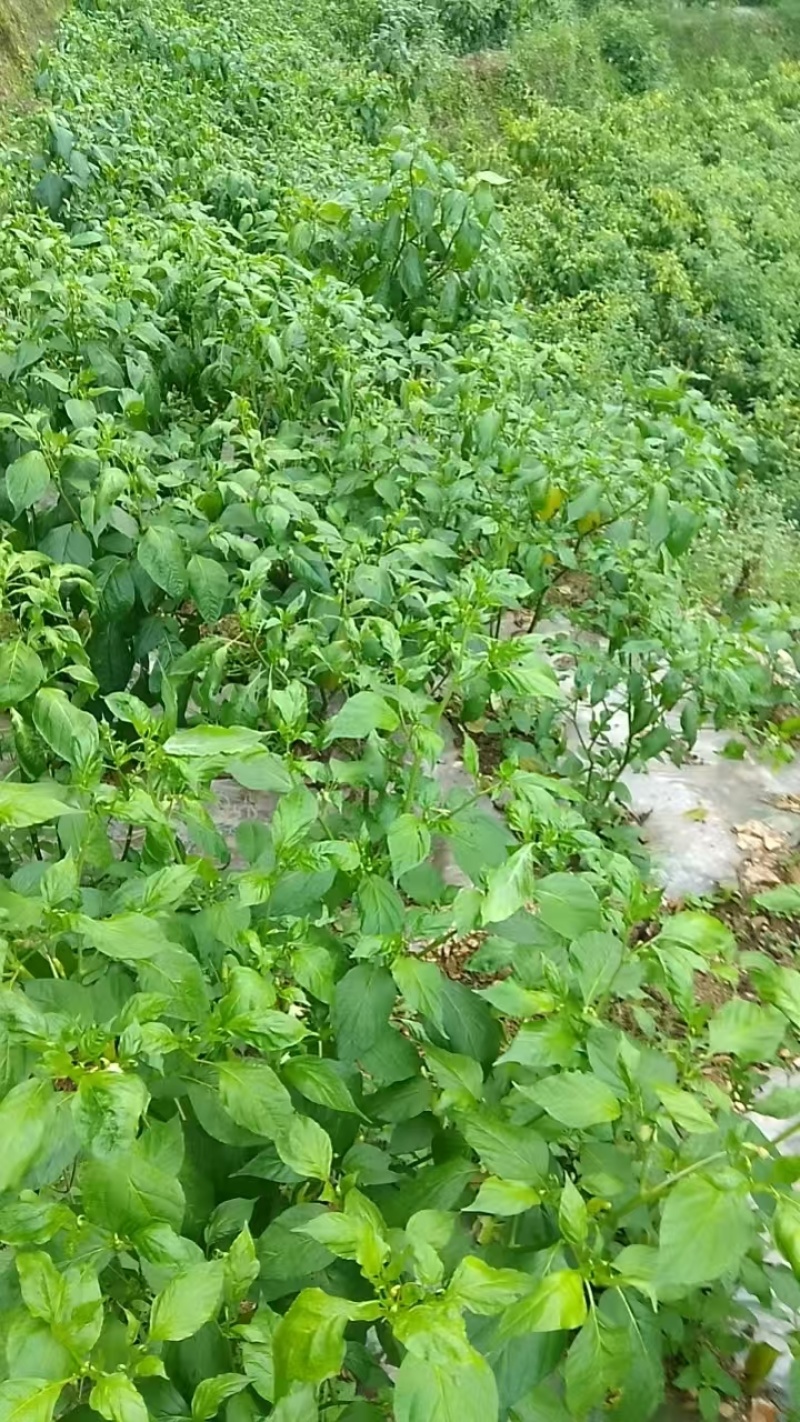 小米辣