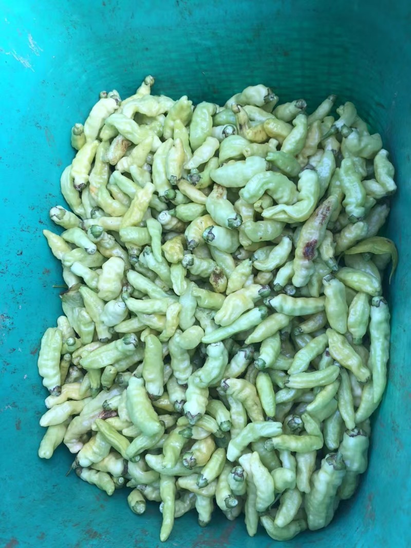 小米辣
