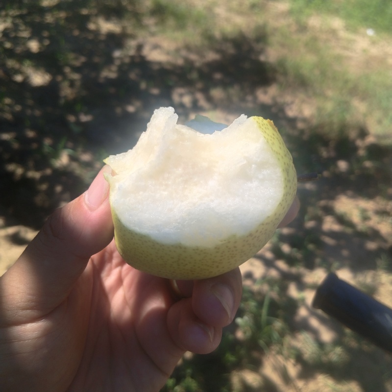 宁陵金顶谢花酥梨上市欢迎采摘。各种规格，电商果！特级果！