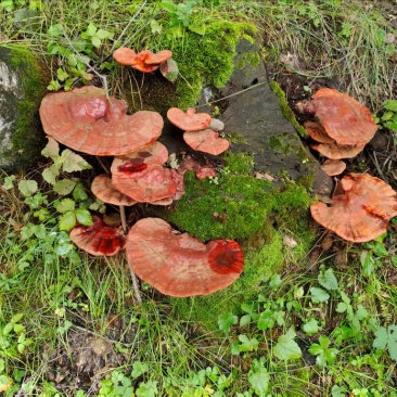野生赤灵芝