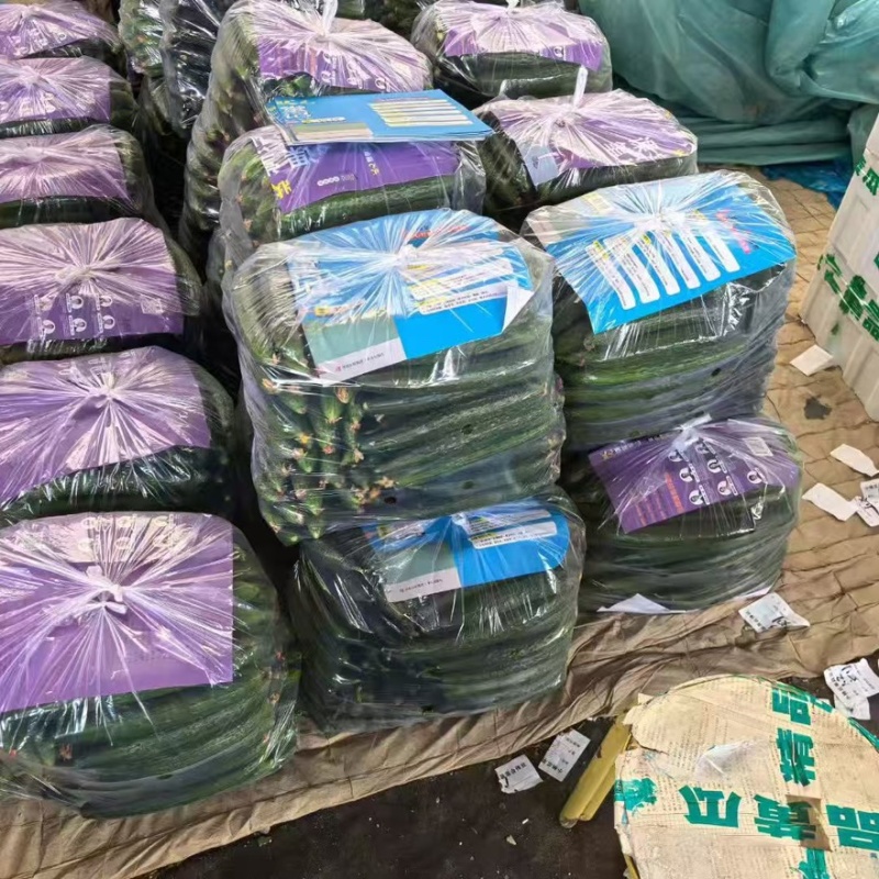 黄瓜货源充足大量上市一手货源产地直销全国通发