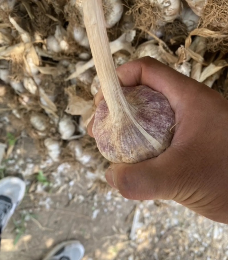 蒜，大蒜，蒜米大量供应，一手货源，规格齐全，河北产地