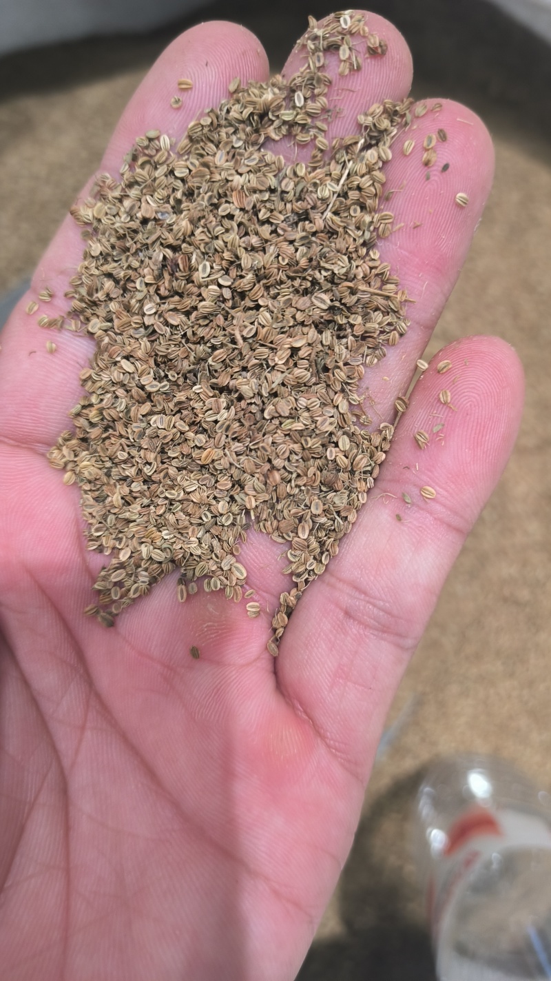 蛇床子无杂质干净质量保证大籽选货质量保证……