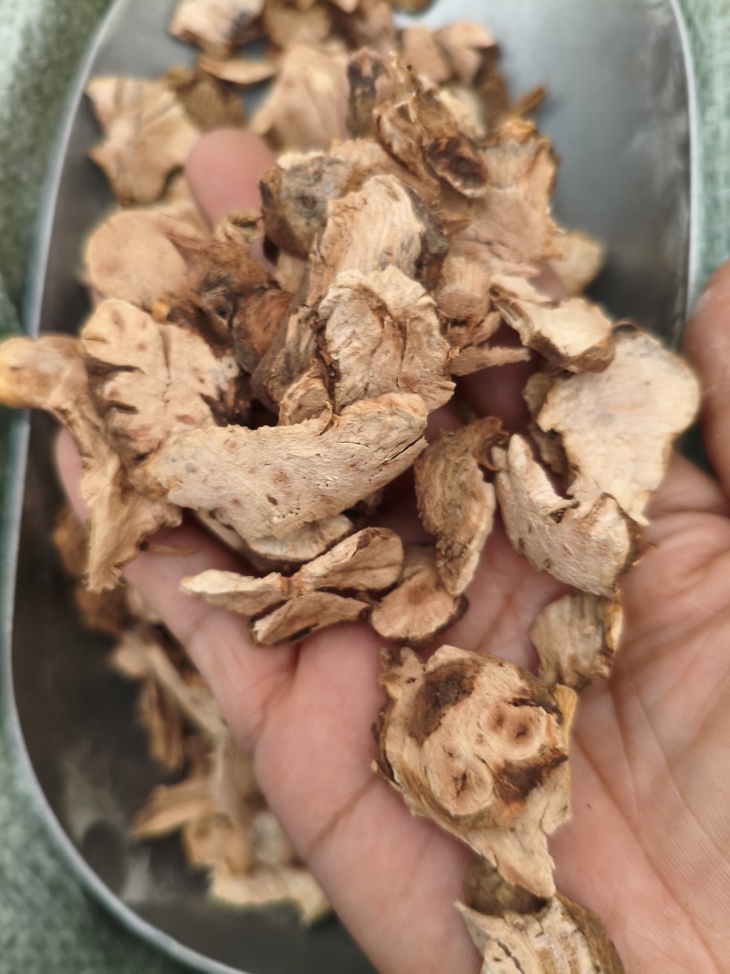 金荞麦