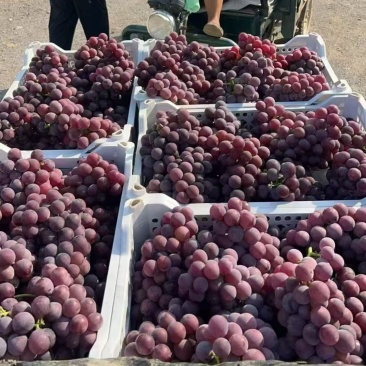 巨峰葡萄🍇大量上市，口感好，需要的老板联系