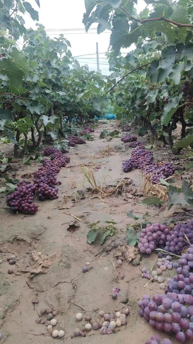 巨峰葡萄🍇大量上市，口感好，需要的老板联系