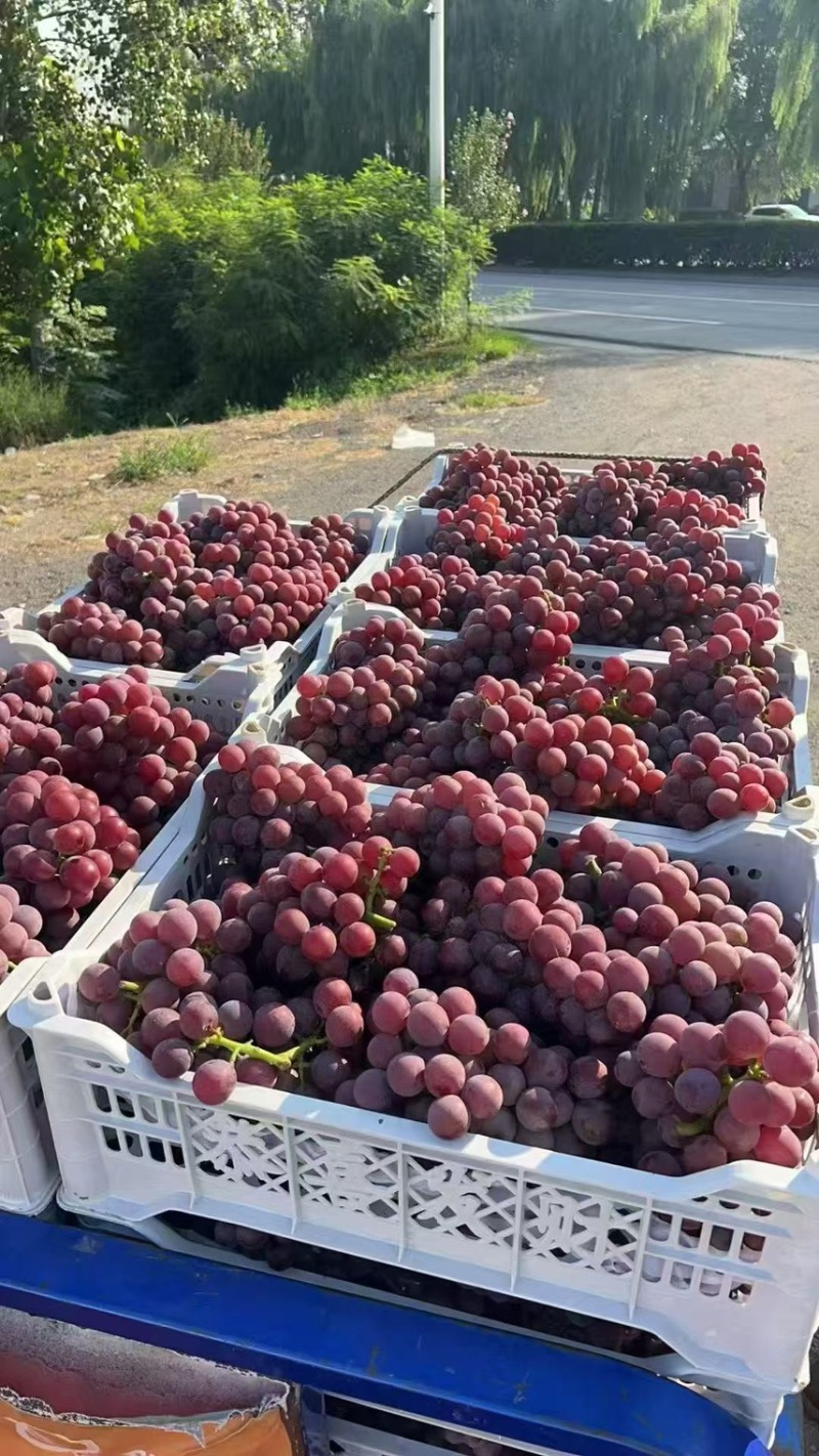 巨峰葡萄🍇大量上市，口感好，需要的老板联系
