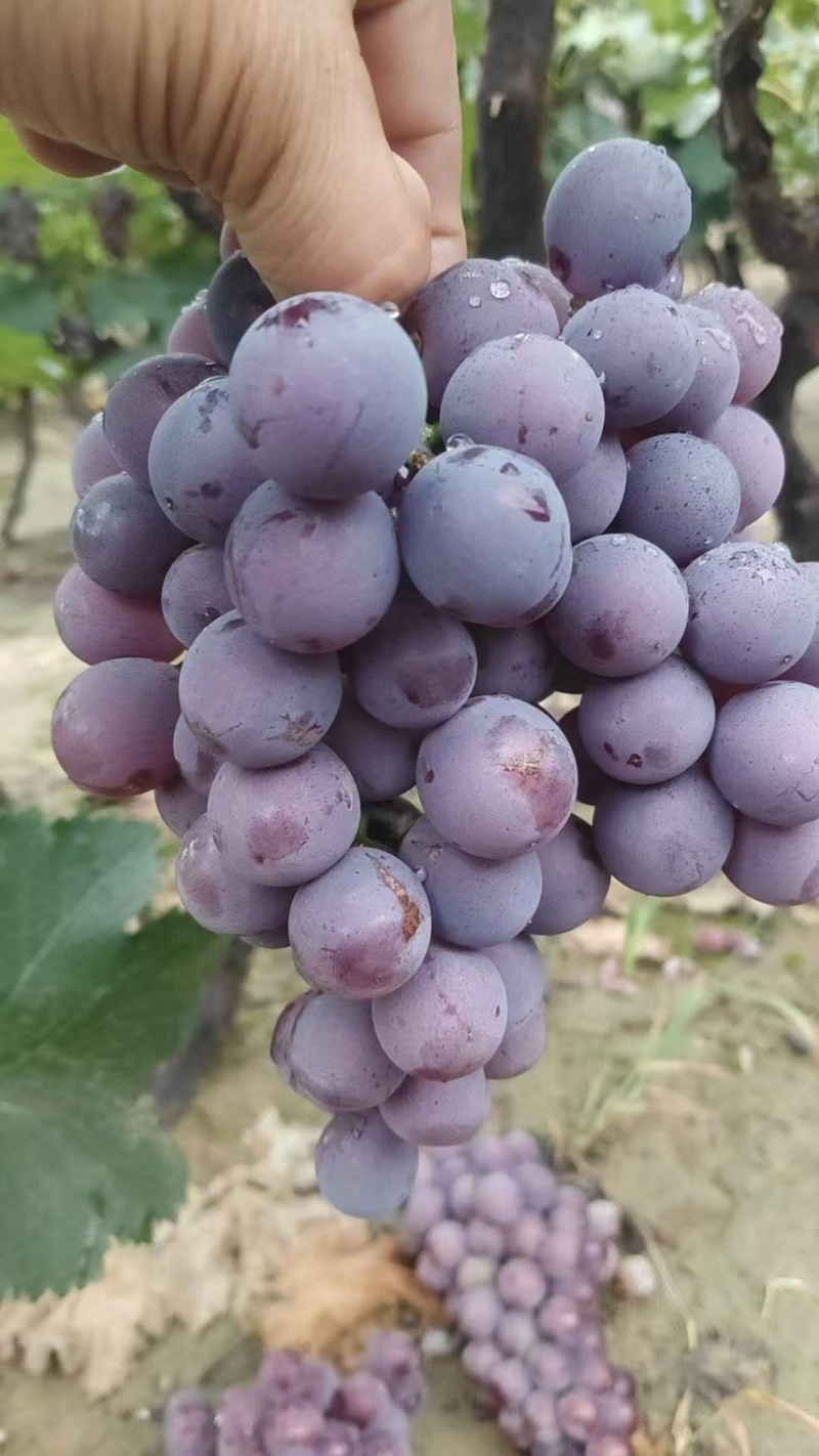 巨峰葡萄🍇大量上市，口感好，需要的老板联系