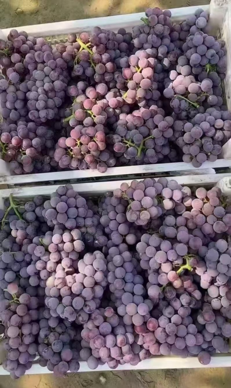 巨峰葡萄🍇大量上市，口感好，需要的老板联系