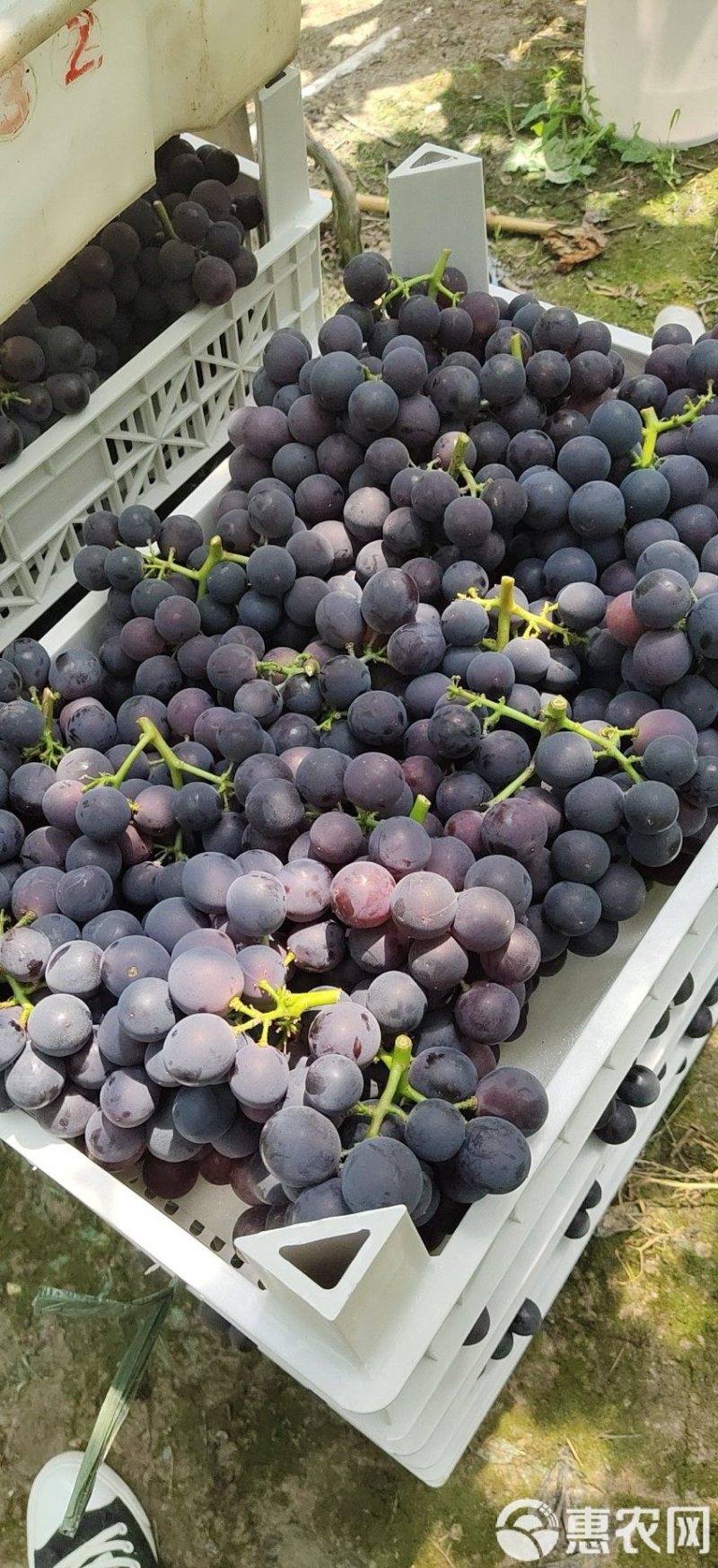 巨峰葡萄🍇大量上市，口感好，需要的老板联系