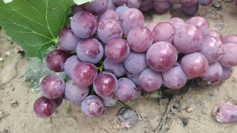 邢台威县巨峰葡萄种植基地🍇大量上市，口感好价低