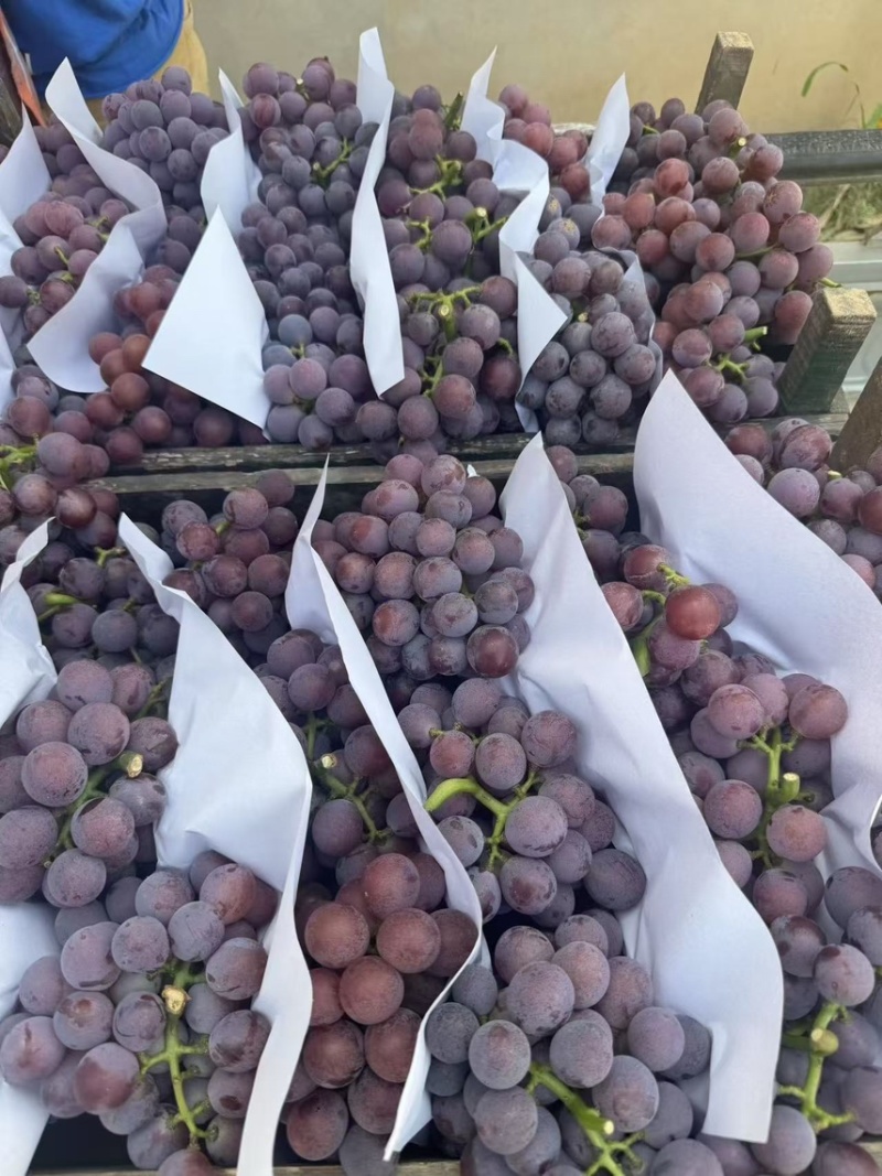邢台威县巨峰葡萄种植基地🍇大量上市，口感好价低