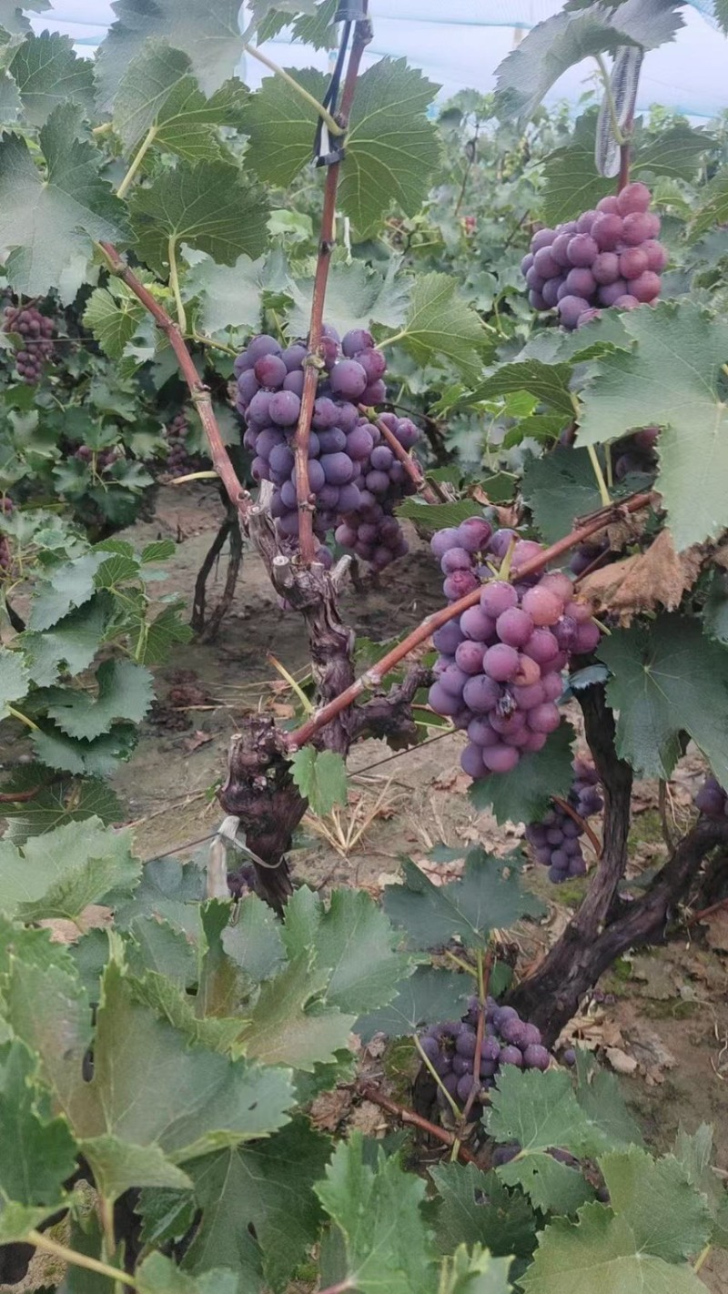 邢台威县巨峰葡萄种植基地🍇大量上市，口感好价低