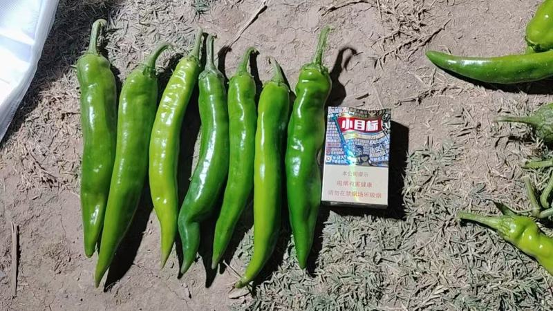 自家地里种的长16号辣椒