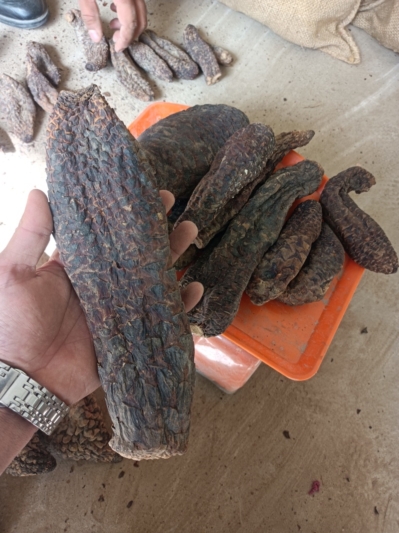 新疆和田肉苁蓉一手货