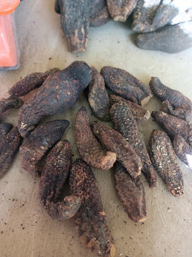 新疆和田肉苁蓉一手货