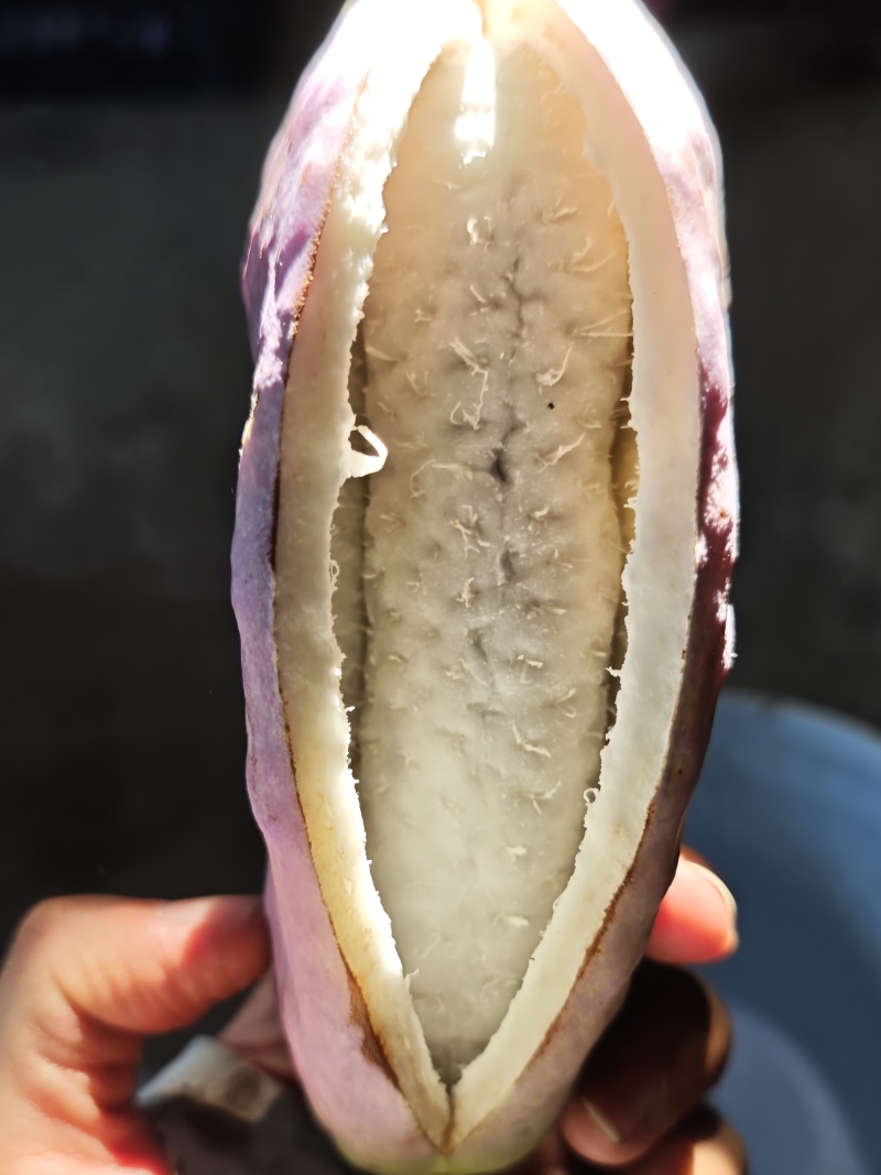 云南生态八月瓜
