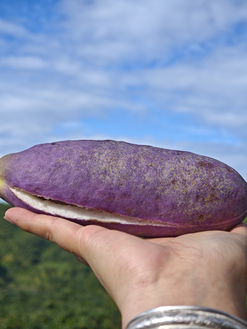 云南生态八月瓜