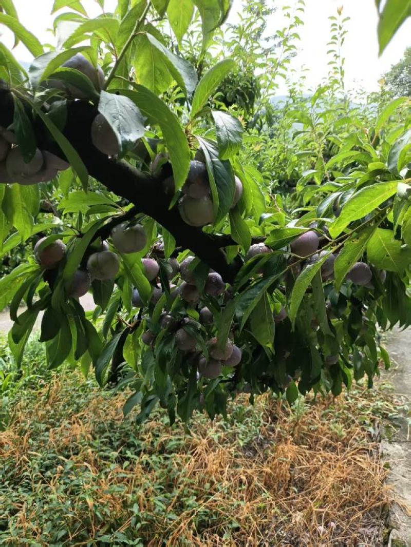 四川小脆红