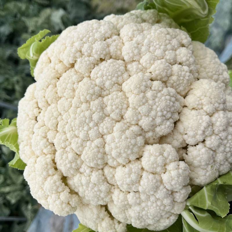 12月份有机花菜预售；老板们可以提前联系；