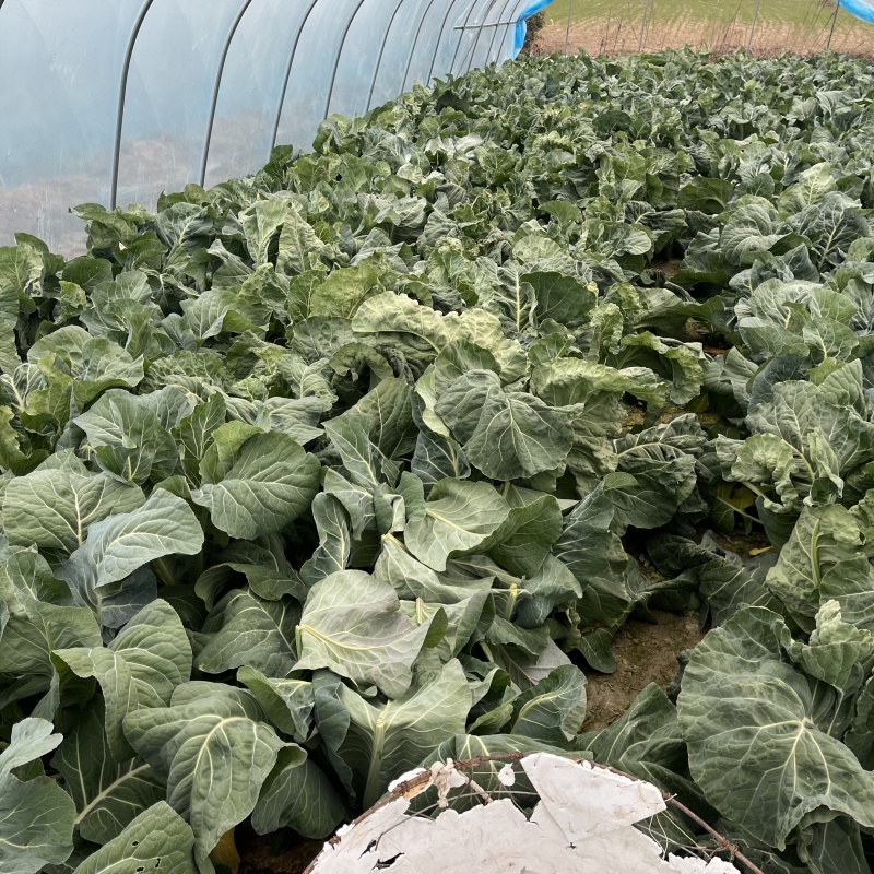12月份有机花菜预售；老板们可以提前联系；