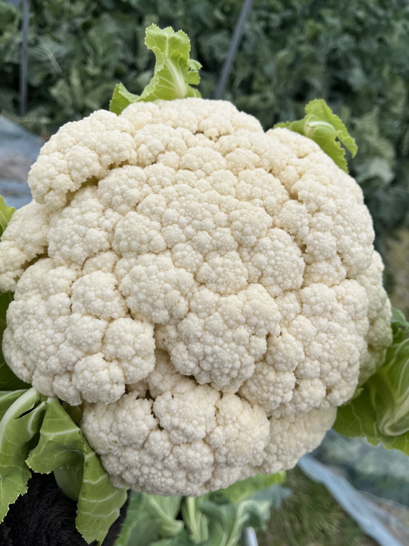 12月份有机花菜预售；老板们可以提前联系；