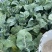 12月份有机花菜预售；老板们可以提前联系；