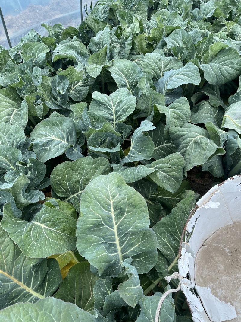 12月份有机花菜预售；老板们可以提前联系；