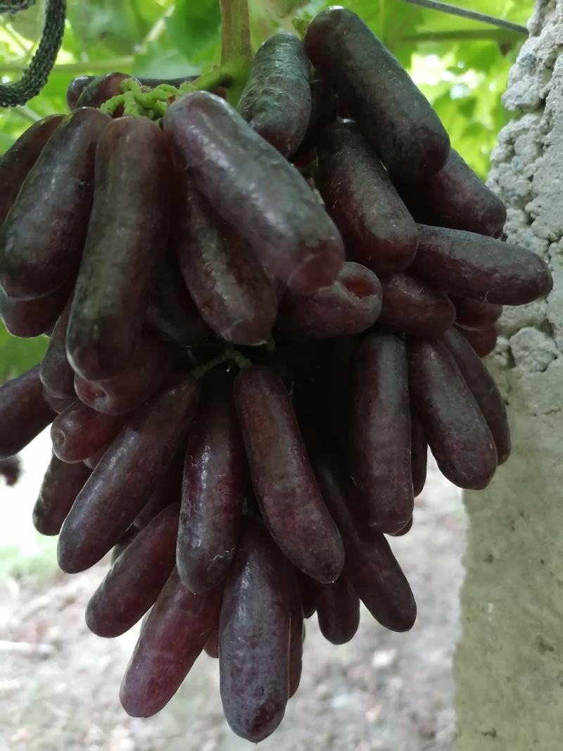 四年的蓝宝石葡萄树，正是挂果旺胜期，有要的联系我，
