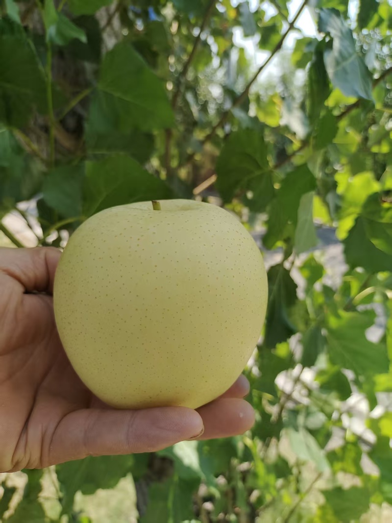 生态种植河北精品皇冠梨