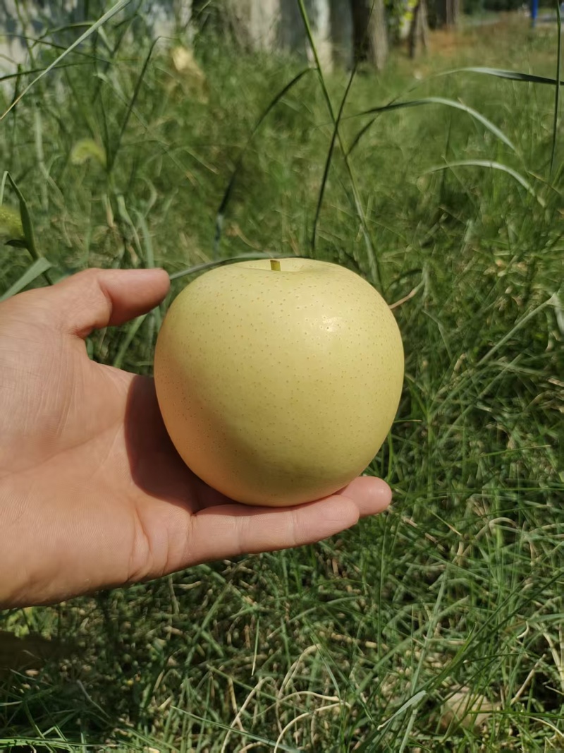 生态种植河北精品皇冠梨