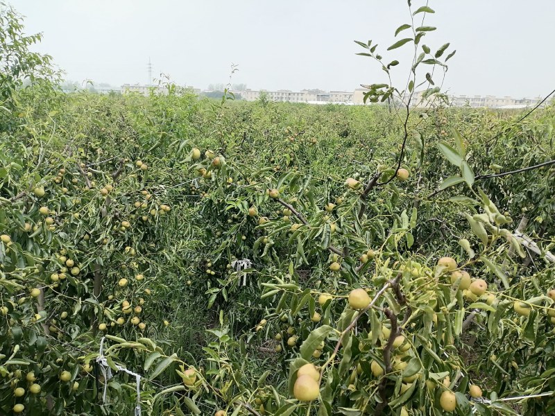冬枣基地/773*39783*