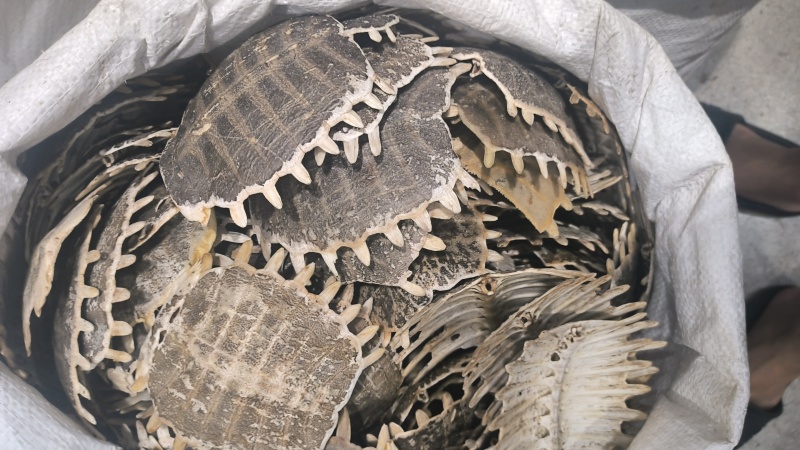 鳖甲制鳖甲醋鳖甲鳖下甲规格齐全质量保证……