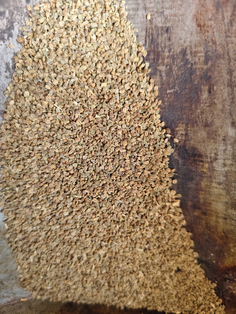 芹菜籽新货无杂质中药材芹菜子散装批发量大从优