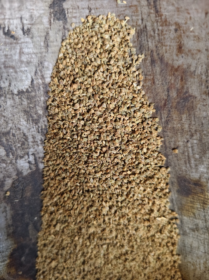 芹菜籽新货无杂质中药材芹菜子散装批发量大从优