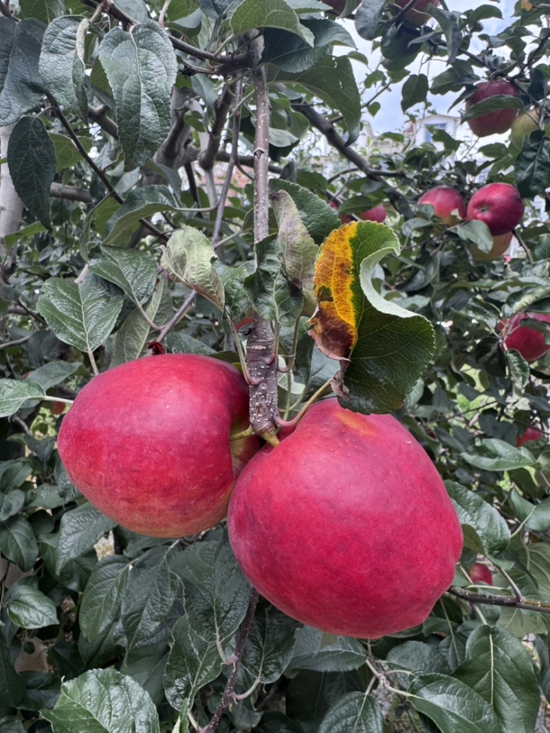 昭通丑苹果，一件代发