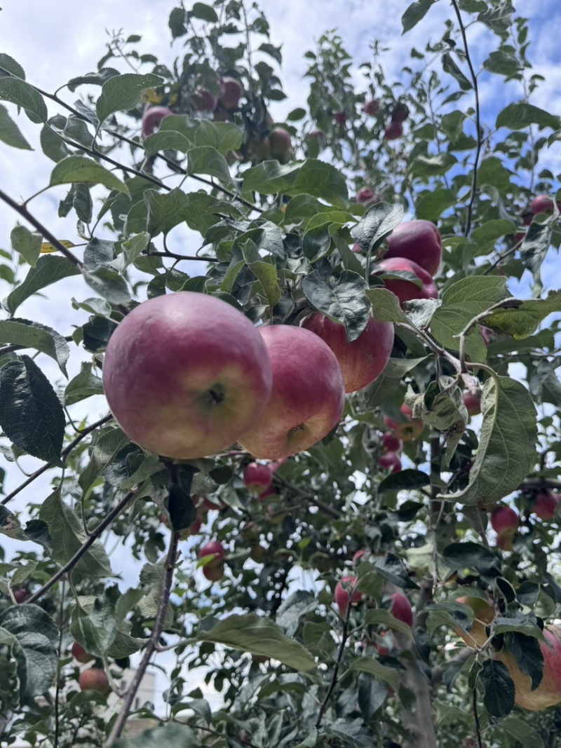 昭通丑苹果，一件代发