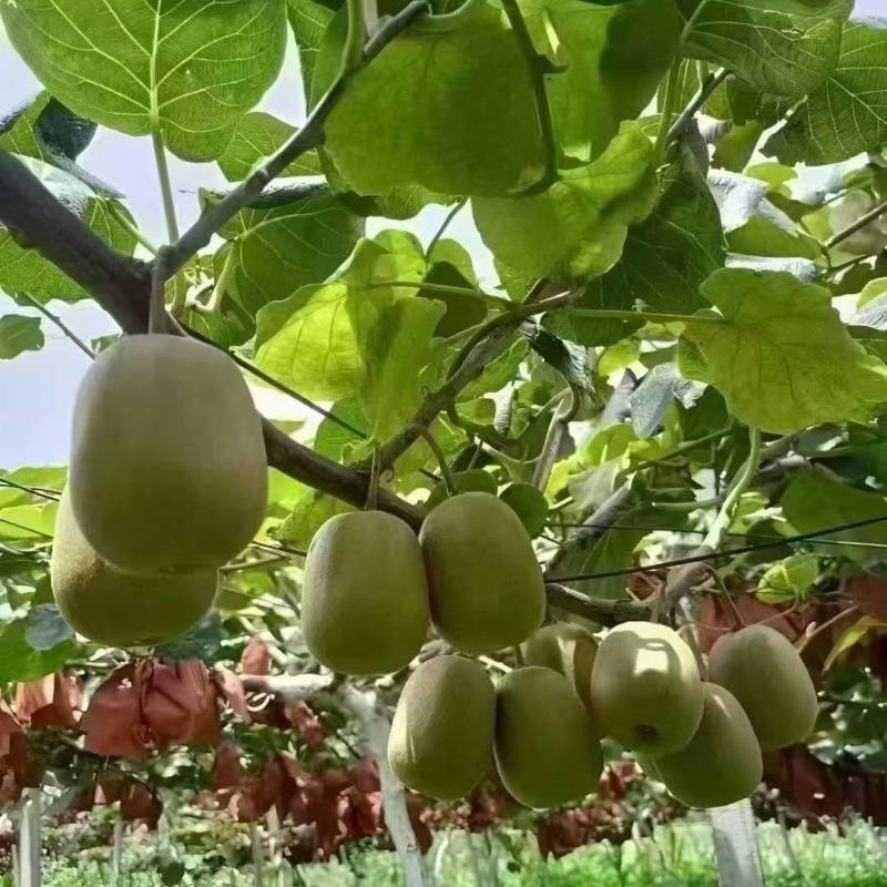 红心猕猴桃