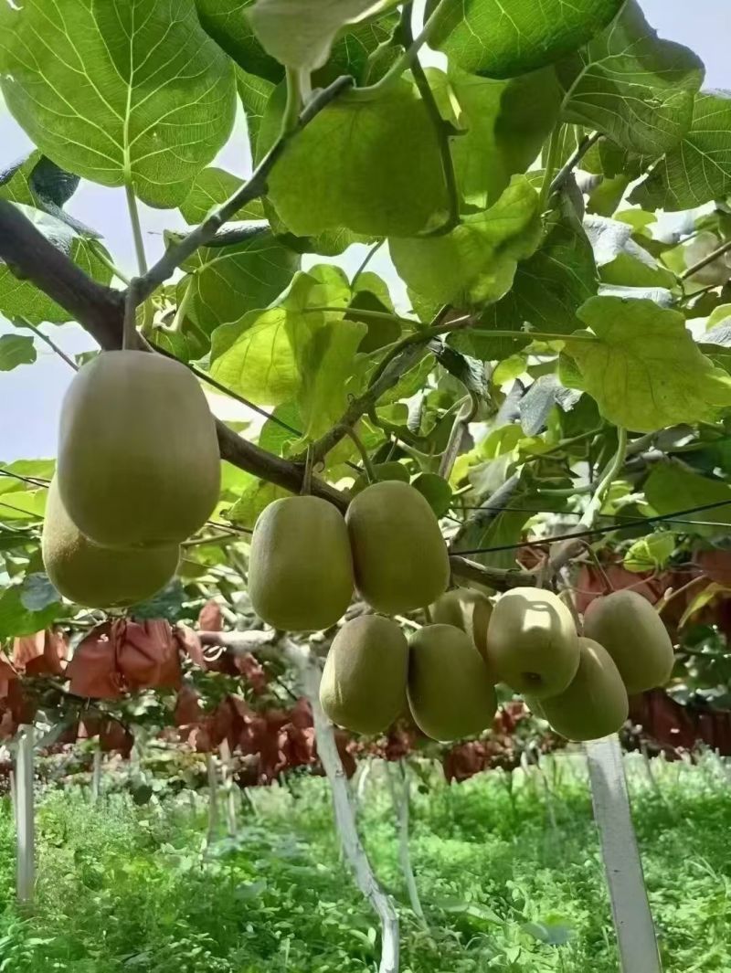 红心猕猴桃