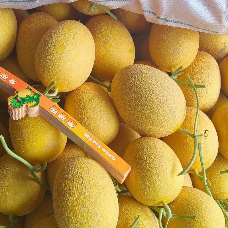 新疆吐鲁番哈密瓜金色年华大量供应档口以出口社区平台。